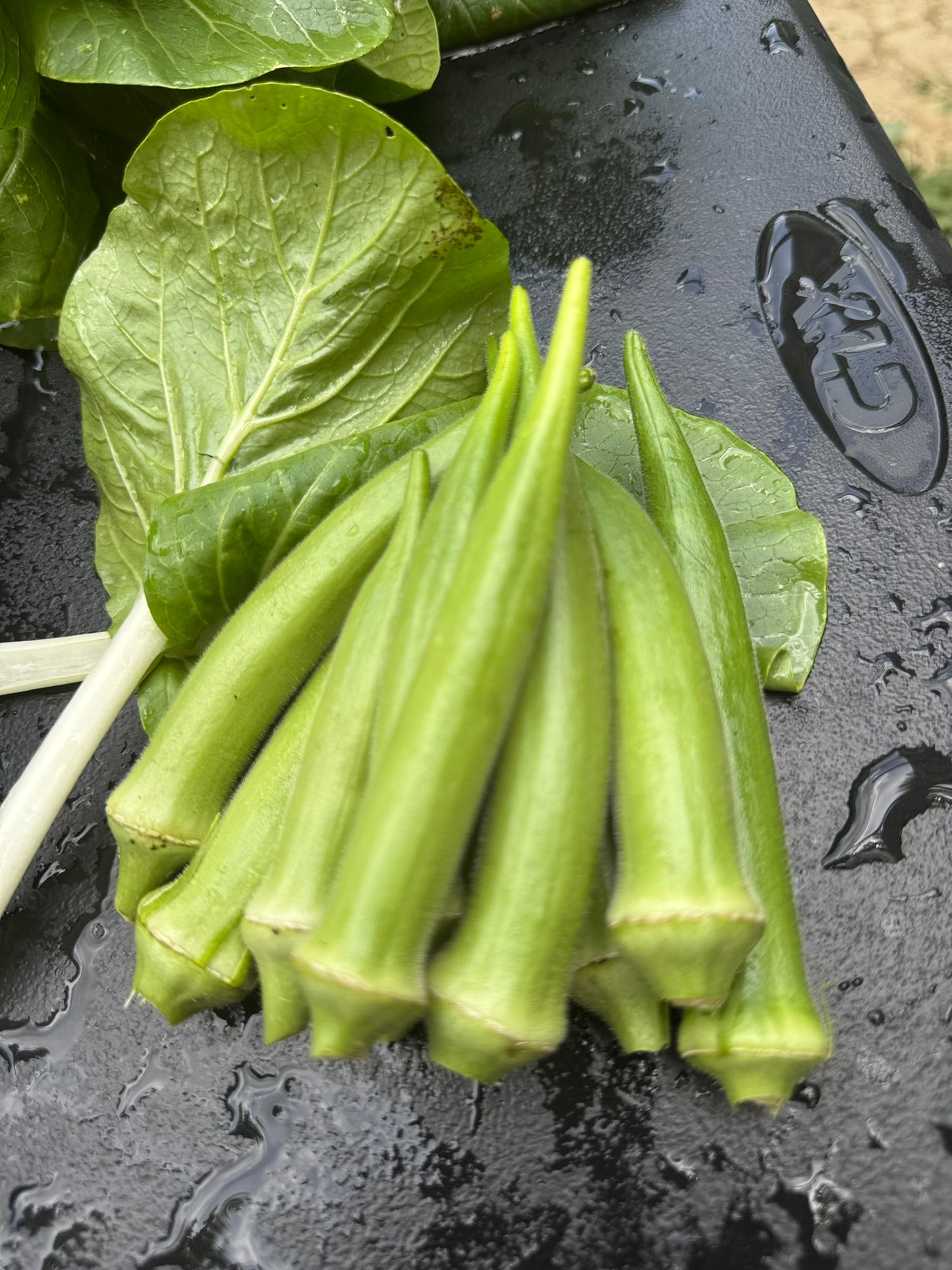 Okra