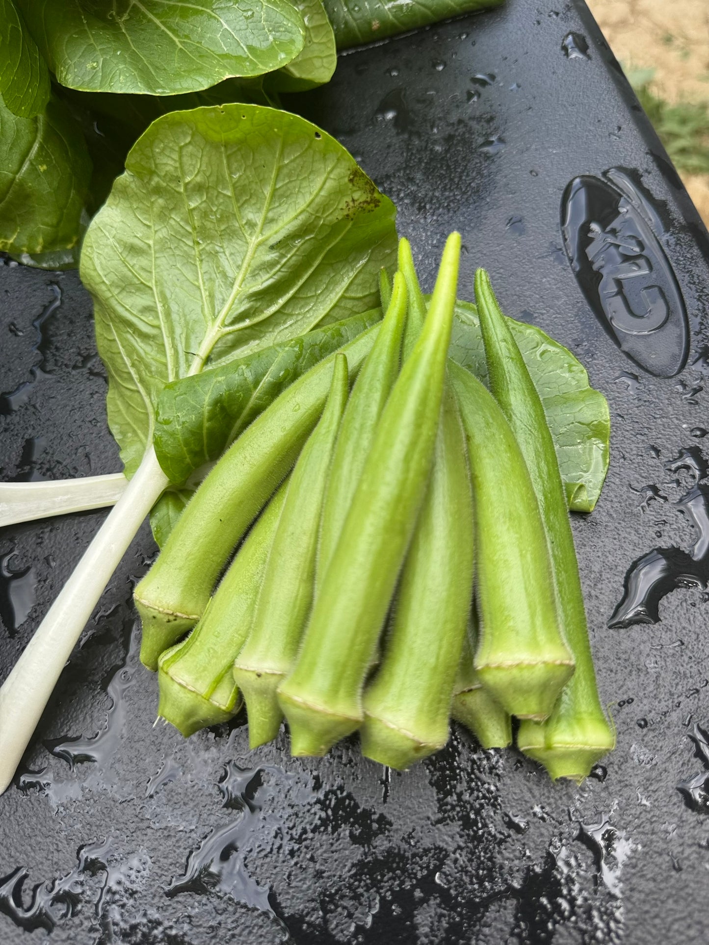 Okra