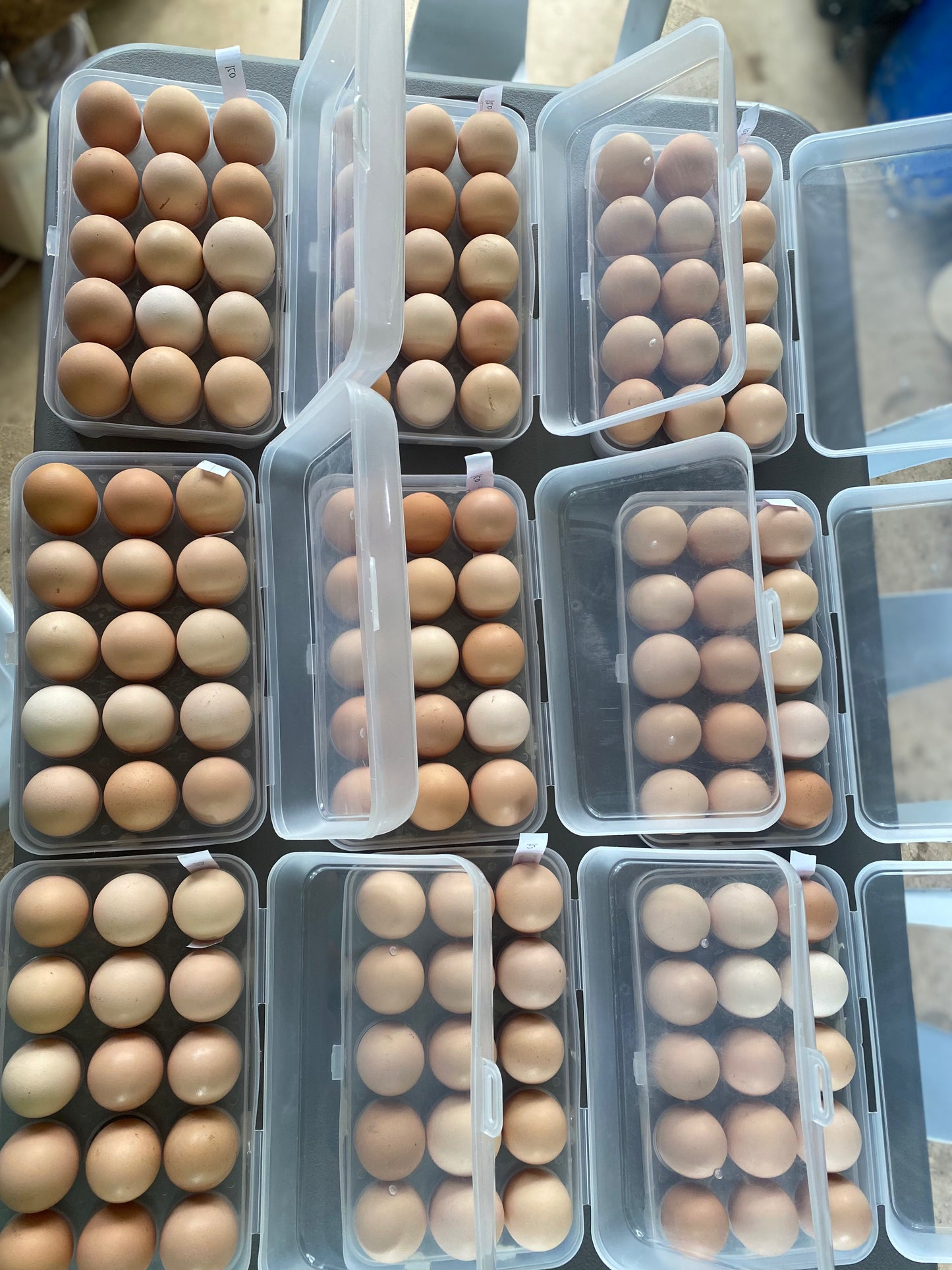 Chicken Eggs