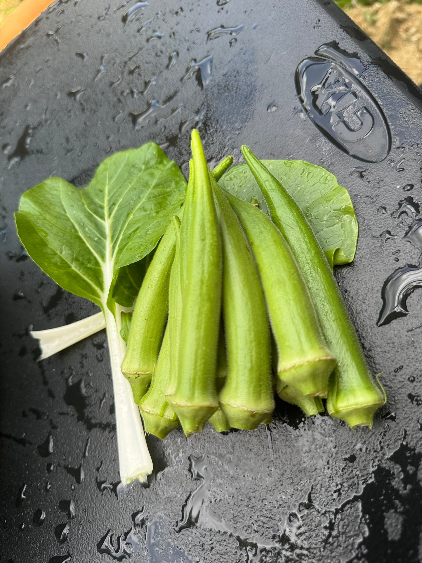 Okra