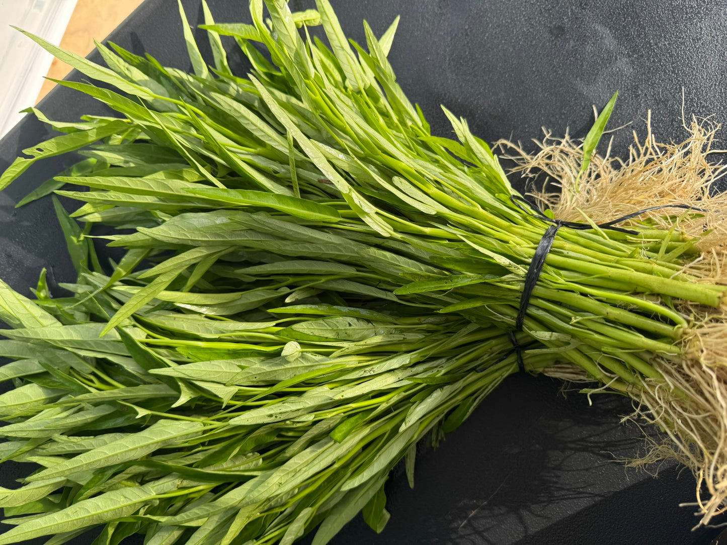 Chinese Kangkong