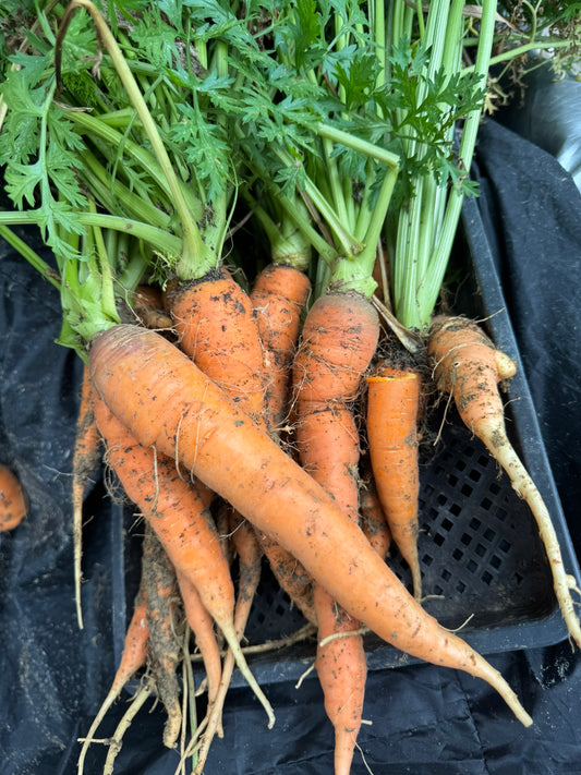Carrots