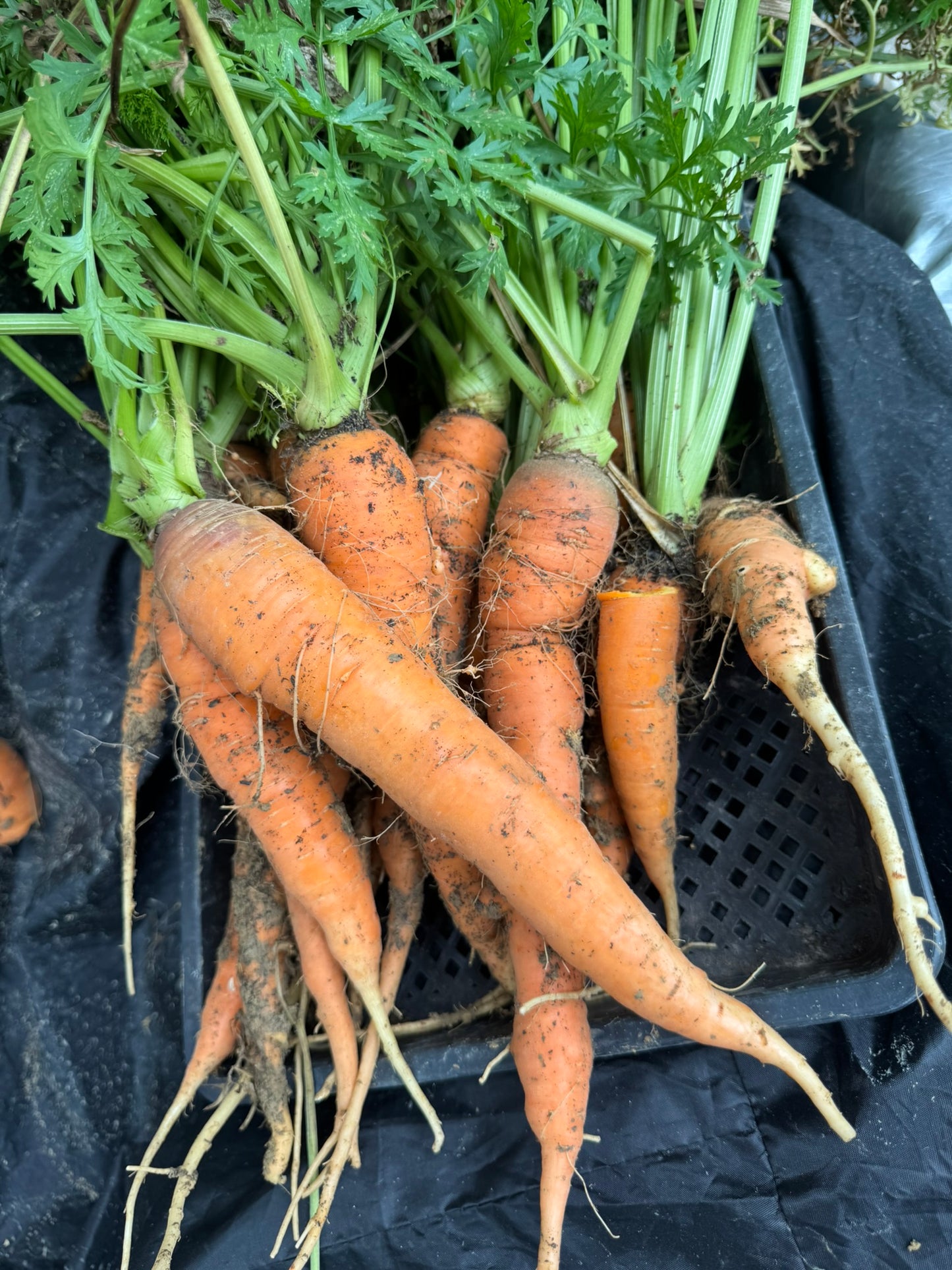 Carrots