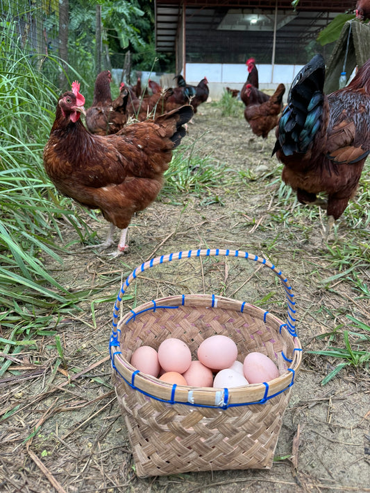 Chicken Eggs