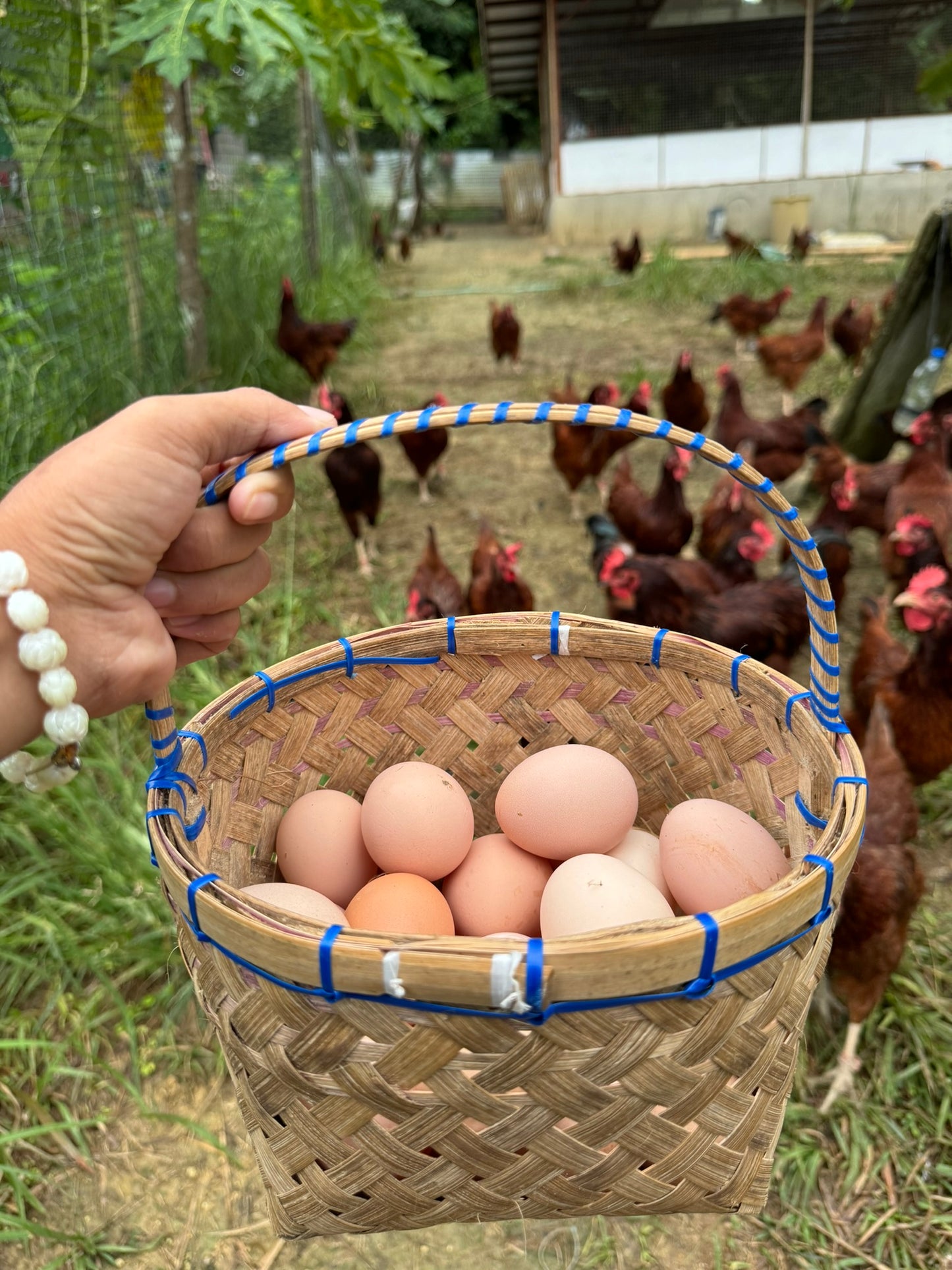 Chicken Eggs