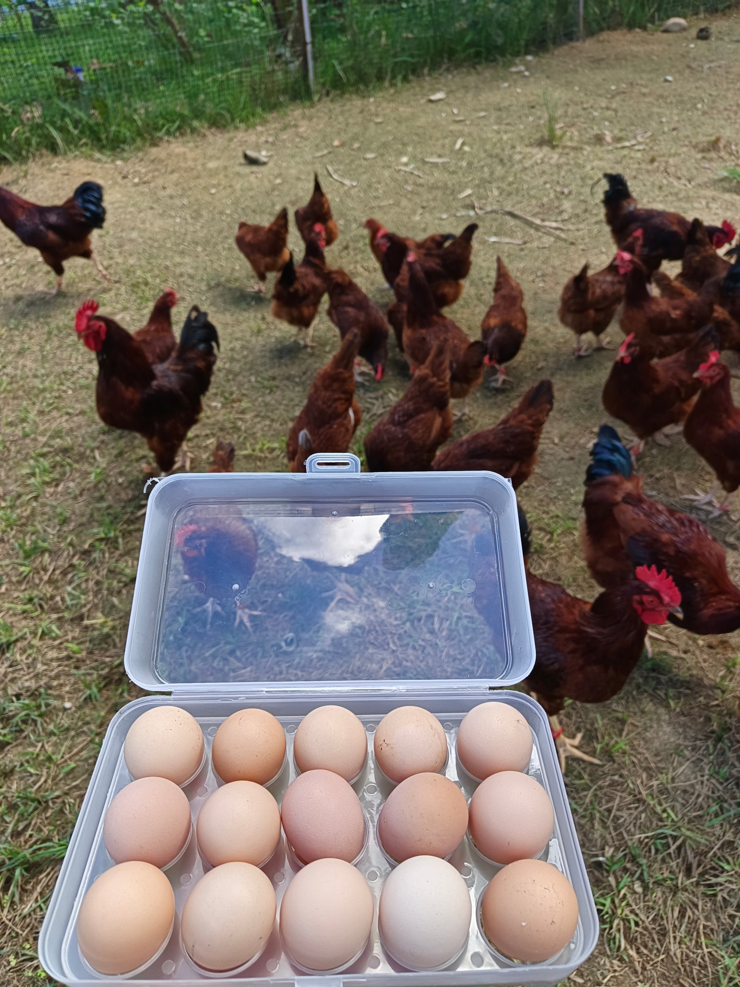 Chicken Eggs