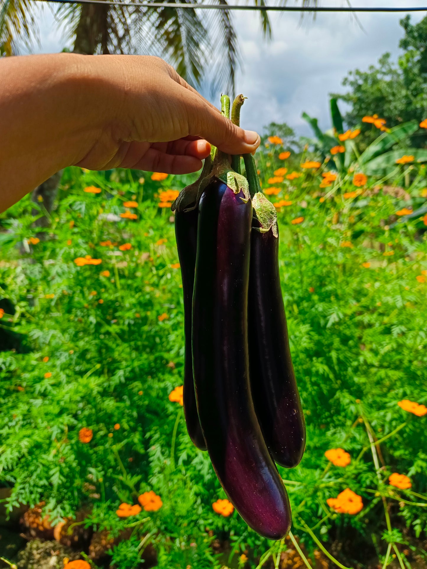 Eggplant