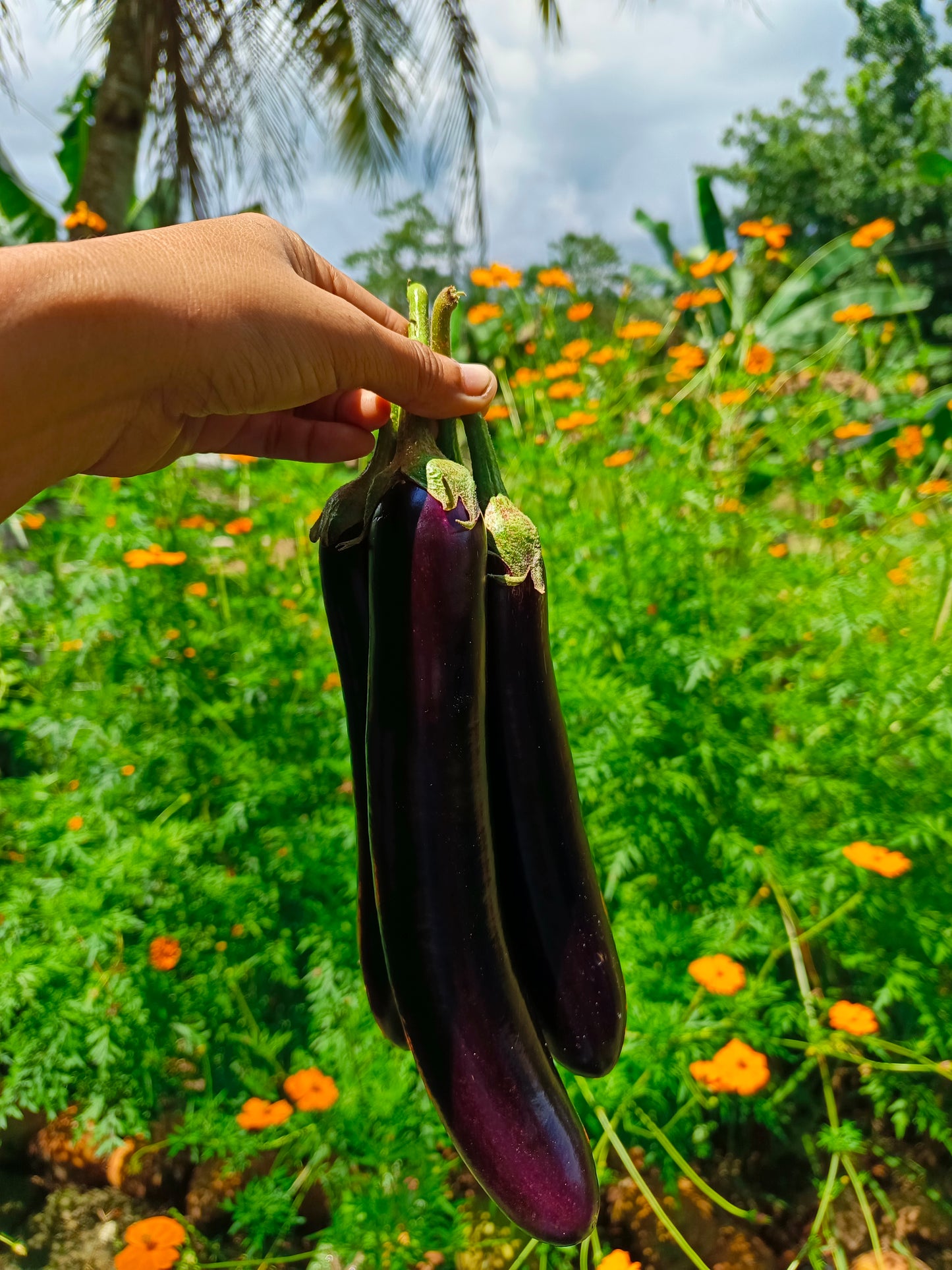 Eggplant