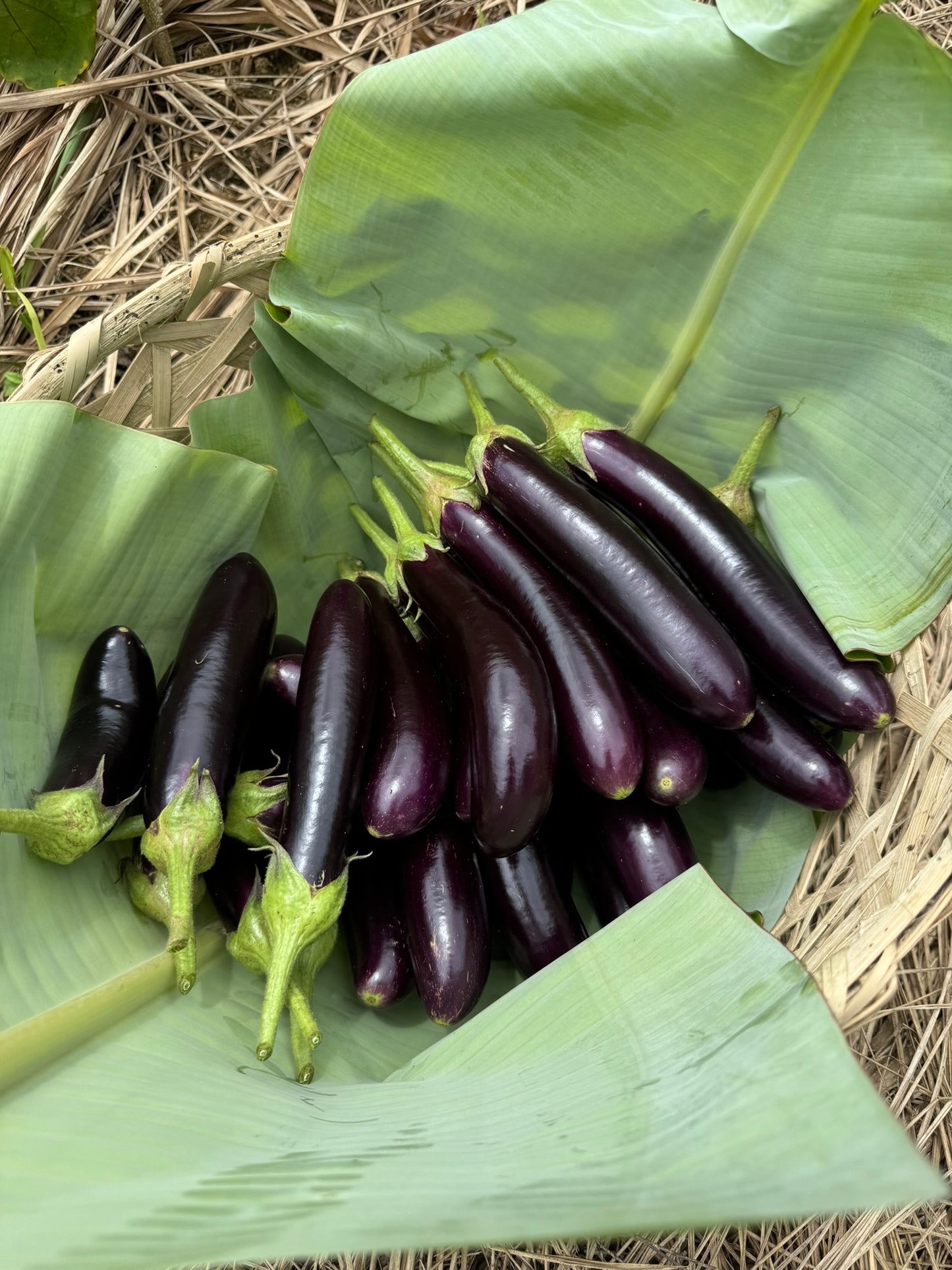 Eggplant